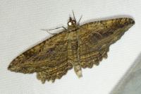 Philereme transversata