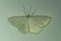 Scopula immutata