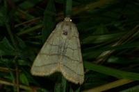 Charanyca trigrammica