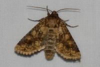 Conisania luteago