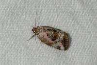 Elaphria venustula