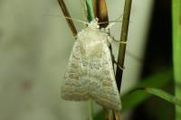 Hoplodrina ambigua