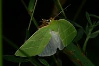 Bena bicolorana