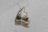 Meganola albula