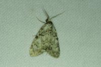 Meganola strigula