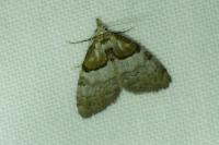 Nola cucullatella