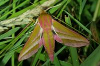 Deilephila elpenor