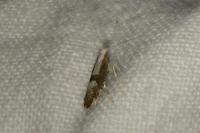Argyresthia spinosella