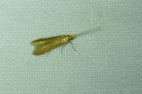 Coleophora
