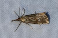 Chrysocrambus linetella
