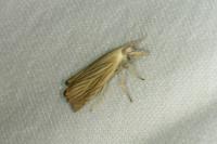 Chrysoteuchia culmella
