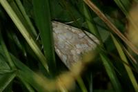 Elophila nymphaeata