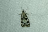 Eudonia delunella
