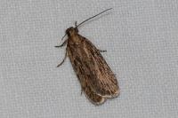 Depressaria daucella