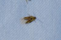Batia lunaris