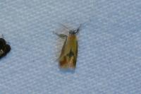 Batia lunaris