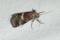 Acrobasis marmorea