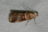 Acrobasis repandana