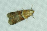 Acrobasis repandana