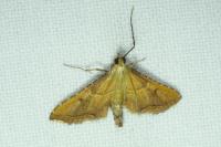 Endotricha flammealis