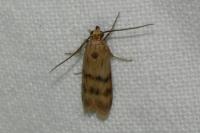 Homoeosoma sinuella