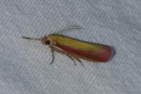 Oncocera semirubella