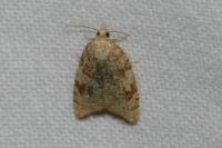 Aleimma loeflingiana