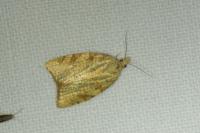 Aleimma loeflingiana
