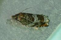 Ancylis achatana