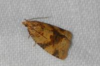 Epagoge grotiana