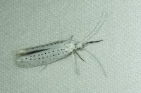 Yponomeuta evonymella