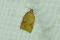Acleris