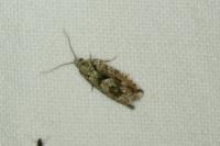 Zeiraphera isertana