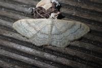 Idaea deversaria