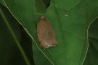 Archips podana