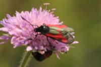 Zygaena trifolii