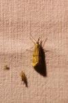 Chrysocrambus linetella