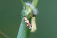 Micropterix aglaella