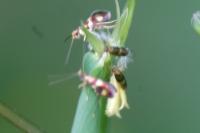 Micropterix aglaella