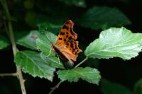 Polygonia c-album