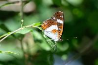 Limenitis camilla