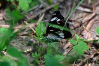 Limenitis reducta