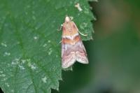 Acrobasis repandana