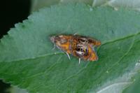 Olethreutes arcuella