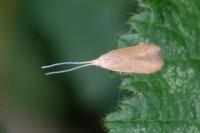 Coleophora