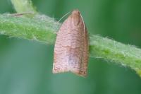 Archips rosana