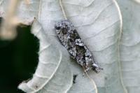 Zeiraphera isertana