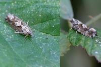 Zeiraphera isertana