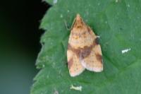 Epagoge grotiana