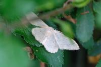 Idaea straminata